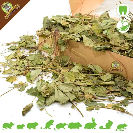 Knaagdier Kruidenier Hojas de fresa secas para roedores y conejos