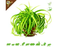 Fresh Organic Grass Lily Plant