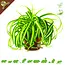 Knaagdier Kruidenier Fresh Organic Grass Lily Plant