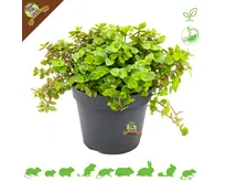 Plante vitaminée bio fraîche