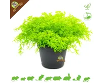 Fresh Organic Chamomile Plant