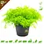 Knaagdier Kruidenier Fresh Organic Chamomile Plant
