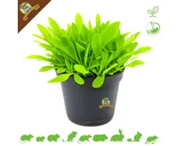Fresh Organic Plantain Plant