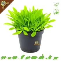 Fresh Organic Plantain Plant