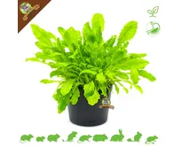 Verse BIO Paardenbloem Plant