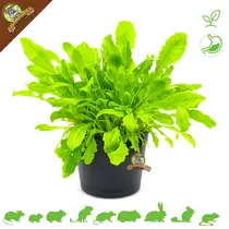 Planta de diente de león orgánica fresca