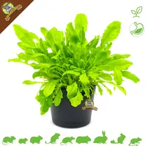 Fresh Organic Dandelion Plant