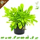 Knaagdier Kruidenier Fresh Organic Dandelion Plant