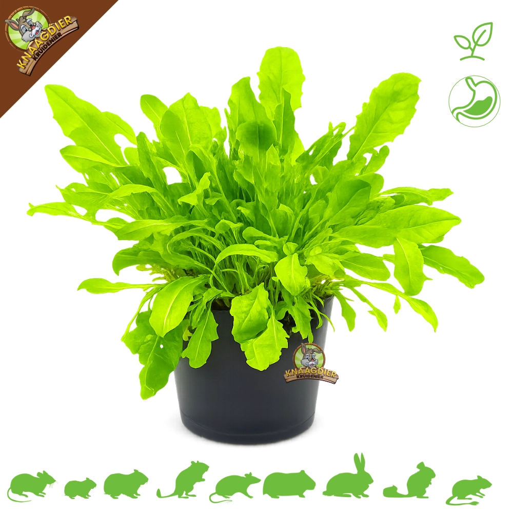 Fresh Organic Dandelion Plant