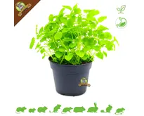 Planta de melisa orgánica fresca