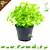 Knaagdier Kruidenier Fresh Organic Melissa Plant