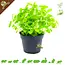 Knaagdier Kruidenier Fresh Organic Melissa Plant