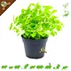 Knaagdier Kruidenier Verse BIO Melisse Plant