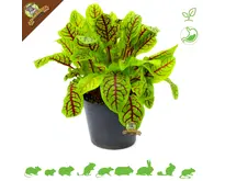 Plante d'oseille sanguine bio fraîche