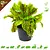 Knaagdier Kruidenier Fresh Organic Blood Sorrel Plant