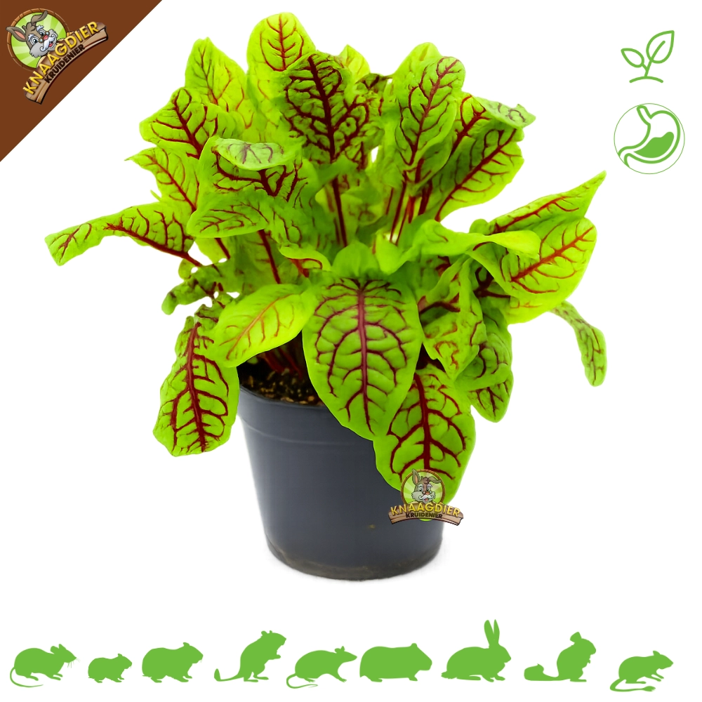 Fresh Organic Red Sorrel Plant