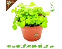 Planta de fresa silvestre orgánica fresca