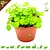 Knaagdier Kruidenier Fresh Organic Wild Strawberry Plant