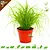 Knaagdier Kruidenier Fresh Organic Cat Grass Plant