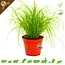 Knaagdier Kruidenier Fresh Organic Cat Grass Plant
