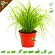 Knaagdier Kruidenier Fresh Organic Cat Grass Plant