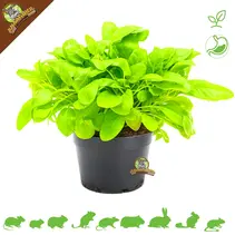 Fresh Organic Brunel Plant