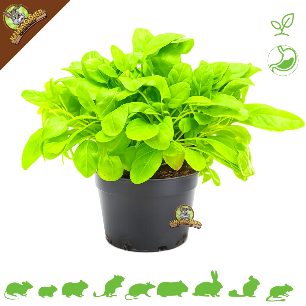 Fresh Organic Brunel Plant