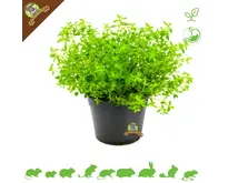 Fresh Organic Thyme Plant