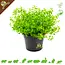 Knaagdier Kruidenier Fresh Organic Thyme Plant