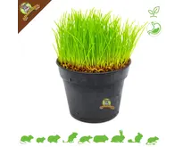 Verse BIO Kattengras Plant Fijn