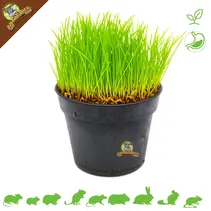 Verse BIO Kattengras Plant Fijn