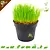 Knaagdier Kruidenier Fresh Organic Cat Grass Plant Fine