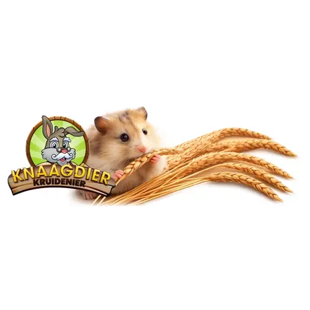 Knaagdier Kruidenier Spelt Ears Harvest