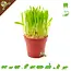 Knaagdier Kruidenier Fresh Organic Wheat Germ Grass for rodents & rabbits