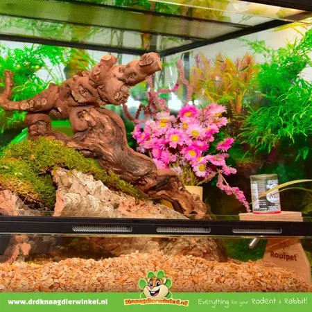 Knaagdier Kruidenier Gedroogde  Madeliefjes