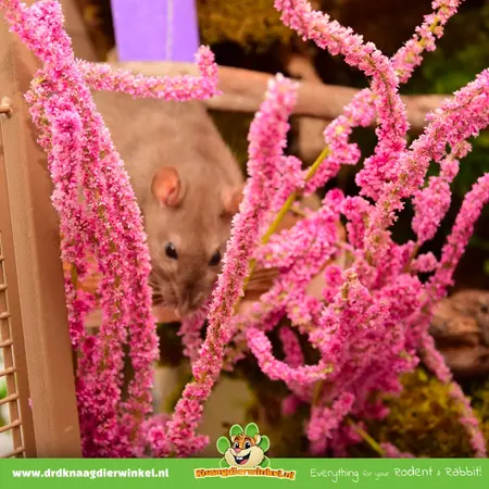 Knaagdier Kruidenier Gedroogde Zeelavendel