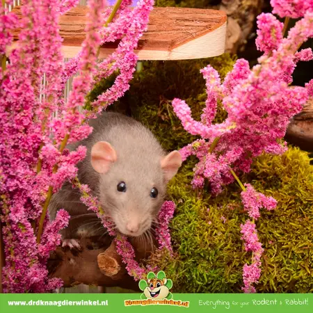 Knaagdier Kruidenier Lavanda marina seca