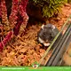 Knaagdier Kruidenier Amarant Oogst Rood for Rodents & Birds