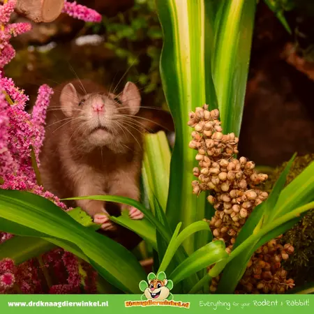 Knaagdier Kruidenier Plante de lys bio fraîche