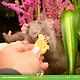 Knaagdierwinkel® Biscuits animaux à la vanille 400 grammes
