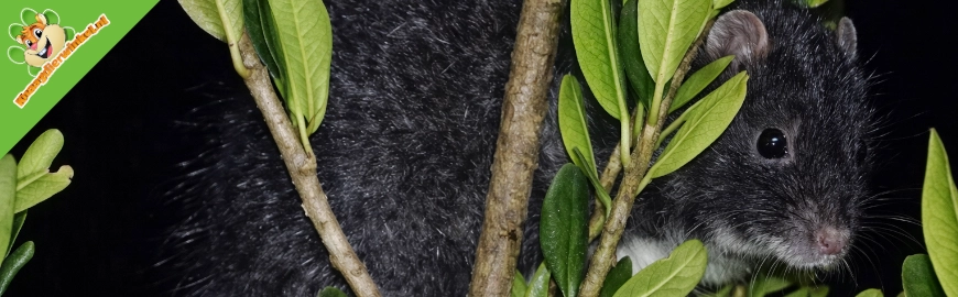 Een reuzenrat uit de mist: na 30 jaar weer levend vastgelegd