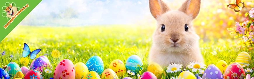 Met Pasen denk je aan konijnen, maar een echt konijn kies je bewust