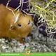 Vitakraft Vitakraft Vita Verde Alpine Meadow Heu für Nagetiere und Kaninchen