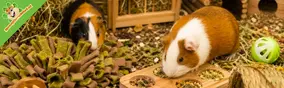 5 Möglichkeiten, dein Meerschweinchen mehr zum Futtersuchen anzuregen