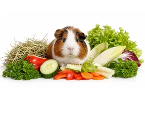 Gemüseliste für Meerschweinchen