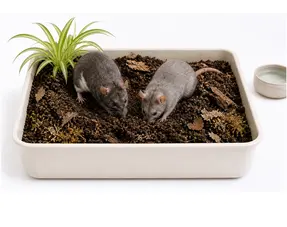 guide de sélection des terriers de rats