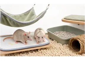 Reinigung des Rattenkäfigs