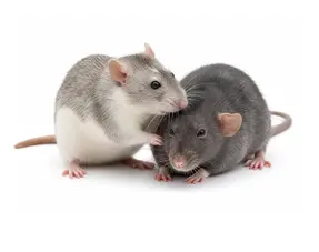 Rat health signs