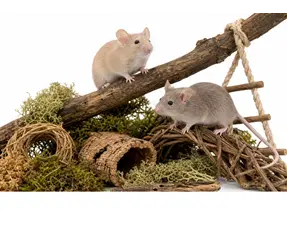 De quoi avez-vous besoin pour des souris sophistiquées ?