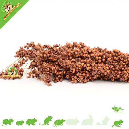 JR Farm Dari Kolf Oogst 100 gram